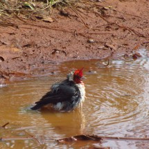 Red-crested Cardinal in the mud